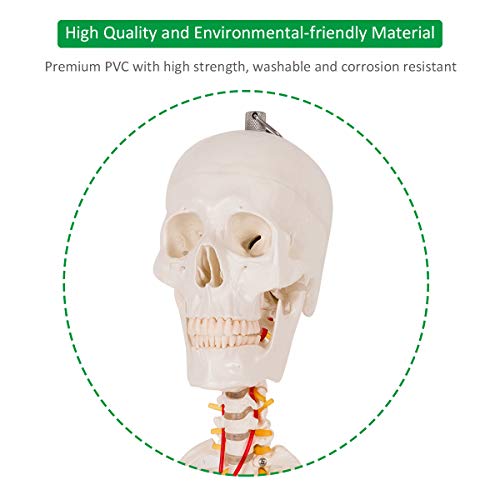 Giantex 70.8" Life Size Skeleton Model, with Roller Stand, 2 Casters with Brake, Removable Parts, Anatomical Poster and Dust Cover, Human Skeleton Model for Anatomy