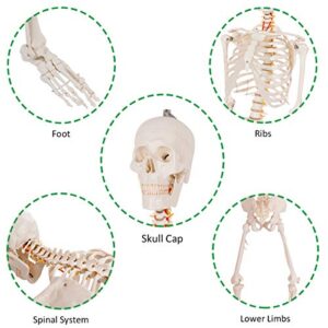 Giantex 70.8" Life Size Skeleton Model, with Roller Stand, 2 Casters with Brake, Removable Parts, Anatomical Poster and Dust Cover, Human Skeleton Model for Anatomy