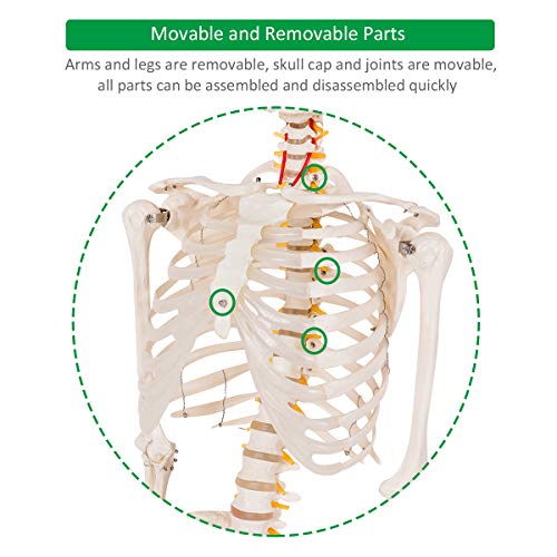 Giantex 70.8" Life Size Skeleton Model, with Roller Stand, 2 Casters with Brake, Removable Parts, Anatomical Poster and Dust Cover, Human Skeleton Model for Anatomy