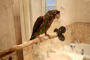 shower nu perch for small to medium parrots