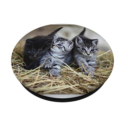 Cute Kittens Cat Lovers Barn Cats Straw For Kids Teens Women PopSockets PopGrip: Swappable Grip for Phones & Tablets