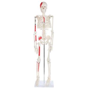 anatomy lab half life size painted and numbered human skeleton model, 35" anatomical replica with muscle insertion and origin points, removable skull cap & jaw, durable stand for display and study