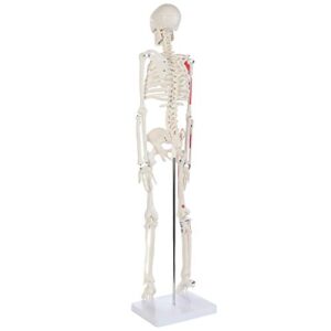 Anatomy Lab Half Life Size Painted and Numbered Human Skeleton Model, 35" Anatomical Replica with Muscle Insertion and Origin Points, Removable Skull Cap & Jaw, Durable Stand for Display and Study