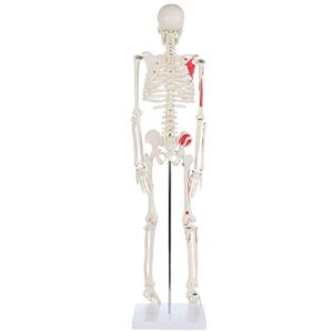 Anatomy Lab Half Life Size Painted and Numbered Human Skeleton Model, 35" Anatomical Replica with Muscle Insertion and Origin Points, Removable Skull Cap & Jaw, Durable Stand for Display and Study