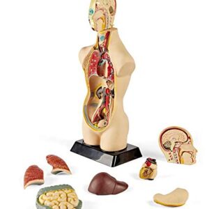 hand2mind 19 Inch Tabletop Human Torso Model, Anatomically Accurate Kit, 10 Removable Human Organs, Anatomy Model for Kids, Human Anatomy Torso Model, Science School Supplies, Trachea Model