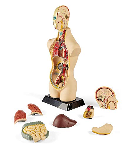 hand2mind 19 Inch Tabletop Human Torso Model, Anatomically Accurate Kit, 10 Removable Human Organs, Anatomy Model for Kids, Human Anatomy Torso Model, Science School Supplies, Trachea Model