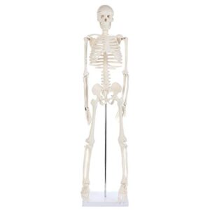 anatomy lab human skeleton model, 34" mini skeleton replica mounted to base for display, with removable skull cap, movable arms and legs, and details of human bones