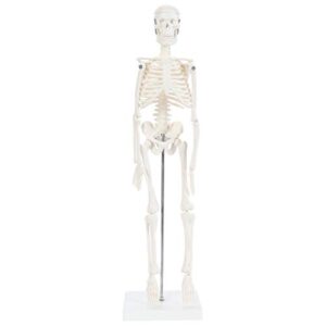 anatomy lab human skeleton model, 19" desktop skeleton has movable arms and legs, details basic human skeletal system with display stand