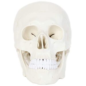 anatomy lab human skull model, 3 part life size anatomical replica, features removable skull cap (calvaria), articulating jaw (mandible), and base of skull for educational study and display