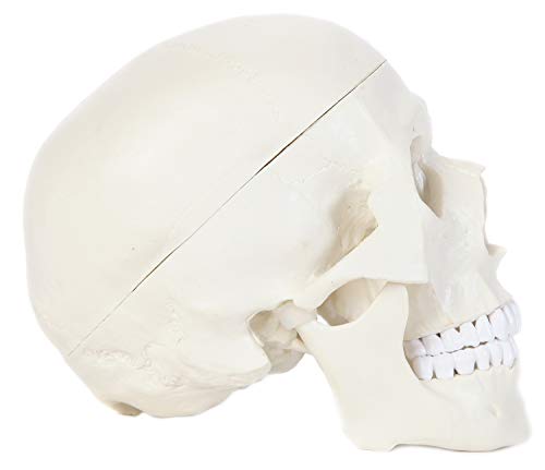 Anatomy Lab Human Skull Model, 3 Part Life Size Anatomical Replica, Features Removable Skull Cap (Calvaria), Articulating Jaw (Mandible), and Base of Skull for Educational Study and Display