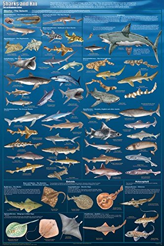 Feenixx Sharks & Kin Fish Great White Educational Science Ocean Chart Print Poster24x36