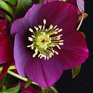 Perennial Farm Marketplace Helleborus x W.J. 'Ruby Wine' (Lenten Rose) Perennial, 1 Quart, Burgundy Flowers