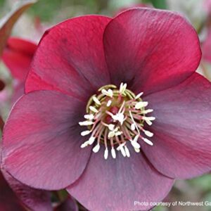 Perennial Farm Marketplace Helleborus x W.J. 'Ruby Wine' (Lenten Rose) Perennial, 1 Quart, Burgundy Flowers