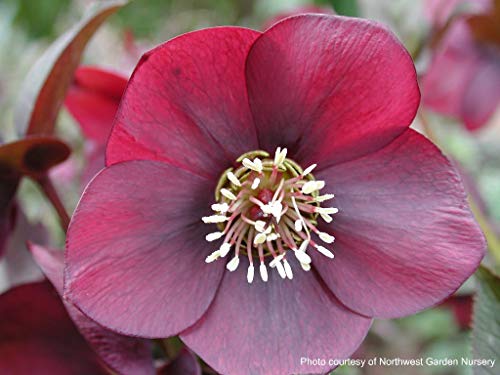 Perennial Farm Marketplace Helleborus x W.J. 'Ruby Wine' (Lenten Rose) Perennial, 1 Quart, Burgundy Flowers