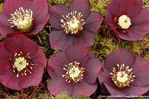 Perennial Farm Marketplace Helleborus x W.J. 'Ruby Wine' (Lenten Rose) Perennial, 1 Quart, Burgundy Flowers