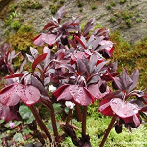 Perennial Farm Marketplace Helleborus x W.J. 'Ruby Wine' (Lenten Rose) Perennial, 1 Quart, Burgundy Flowers