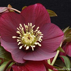 Perennial Farm Marketplace Helleborus x W.J. 'Ruby Wine' (Lenten Rose) Perennial, 1 Quart, Burgundy Flowers