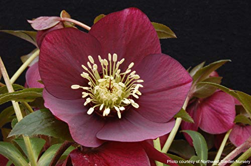 Perennial Farm Marketplace Helleborus x W.J. 'Ruby Wine' (Lenten Rose) Perennial, 1 Quart, Burgundy Flowers