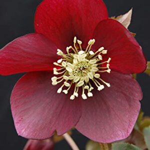 Perennial Farm Marketplace Helleborus x W.J. 'Ruby Wine' (Lenten Rose) Perennial, 1 Quart, Burgundy Flowers