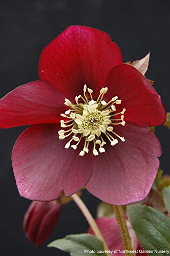 Perennial Farm Marketplace Helleborus x W.J. 'Ruby Wine' (Lenten Rose) Perennial, 1 Quart, Burgundy Flowers