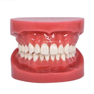 dental typodont standard teeth model for teaching practice demonstration flossing teeth model for study adult standard teaching model(1 piece)