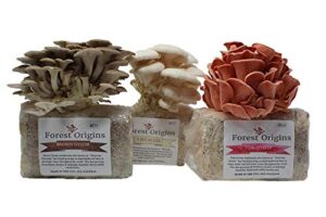 forest origins specialty trio oyster mushroom grow kit 3-pack variety - beginner friendly & easy to use, grows in 10 days | handmade in california, usa | top gardening gift, holiday gift & unique gift