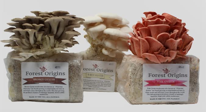 Forest Origins Specialty Trio Oyster Mushroom Grow Kit 3-Pack Variety - Beginner Friendly & Easy to Use, Grows in 10 Days | Handmade in California, USA | Top Gardening Gift, Holiday Gift & Unique Gift