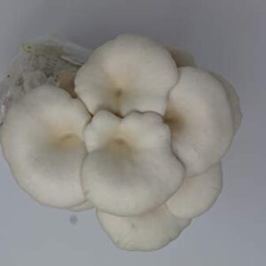 Forest Origins Specialty Trio Oyster Mushroom Grow Kit 3-Pack Variety - Beginner Friendly & Easy to Use, Grows in 10 Days | Handmade in California, USA | Top Gardening Gift, Holiday Gift & Unique Gift