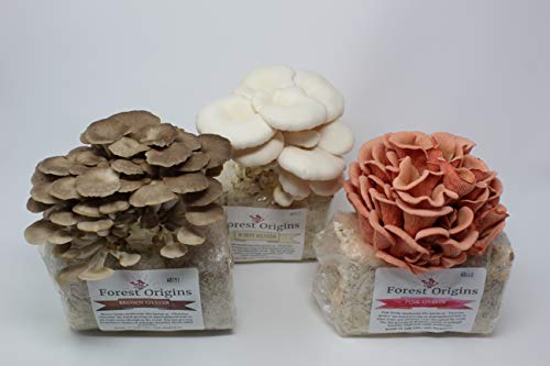 Forest Origins Specialty Trio Oyster Mushroom Grow Kit 3-Pack Variety - Beginner Friendly & Easy to Use, Grows in 10 Days | Handmade in California, USA | Top Gardening Gift, Holiday Gift & Unique Gift