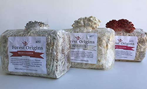 Forest Origins Specialty Trio Oyster Mushroom Grow Kit 3-Pack Variety - Beginner Friendly & Easy to Use, Grows in 10 Days | Handmade in California, USA | Top Gardening Gift, Holiday Gift & Unique Gift