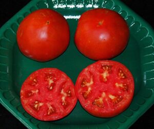 celebrity hybrid tomato seedsbulk 50 pkt. heavy producercompact plant