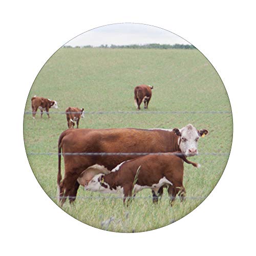 Hereford Cow Calf Pictures - Gifts for Cattle Ranchers