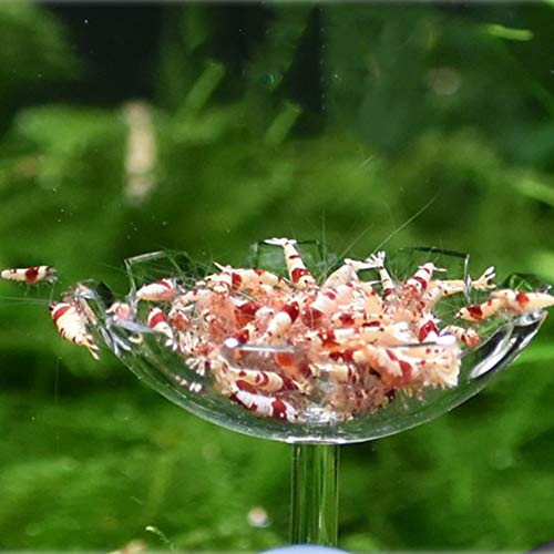 JZMYXA Shrimp Feeding Dish Shrimp Feed Dish, High Transparent Acrylic Material