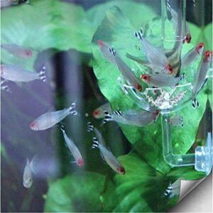 Tfwadmx Shrimp Feeding Dish and Feeder Tube Transparent Feeder Container for Shrimp Tropical Fish African Dwarf Frog 2Pcs