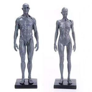male&female human anatomy figure ecorche and skin model lab supplies, anatomical reference for artists (gray)