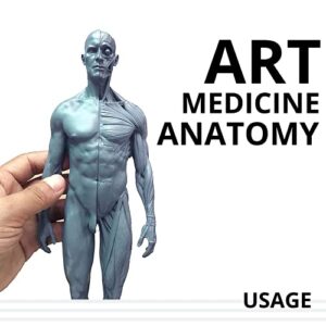 Male&Female Human Anatomy Figure Ecorche and Skin Model Lab Supplies, Anatomical Reference for Artists (Gray)