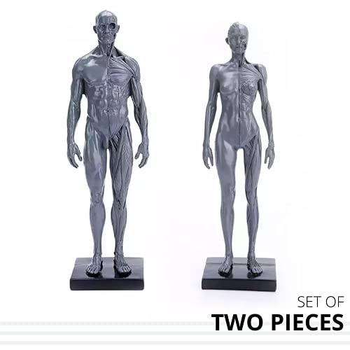 Male&Female Human Anatomy Figure Ecorche and Skin Model Lab Supplies, Anatomical Reference for Artists (Gray)