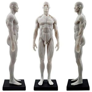 male anatomy figure ecorche and skin model lab supplies,figure anatomical reference for artists (white)