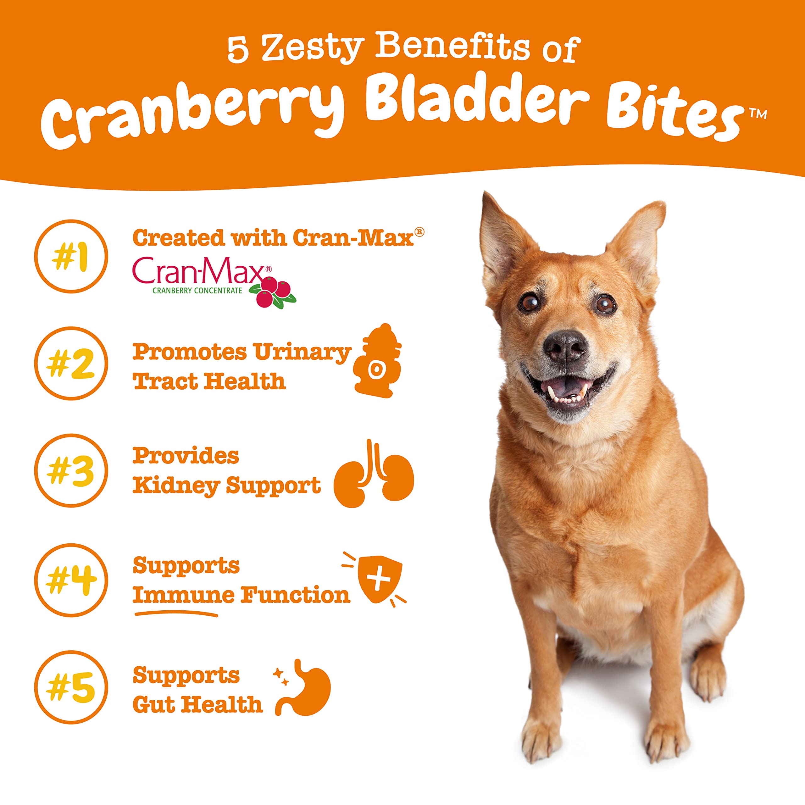 Cranberry Soft Chews for Dogs - Kidney, Bladder & Urinary Tract Wellness Supplement - with D Mannose & Organic Astragalus + Antioxidants - Immune System Support - Bacon Flavor - 80 Count