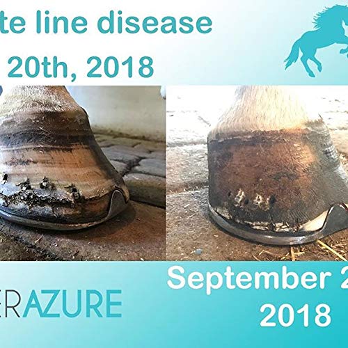 Therazure Horse Hoof Thrush Treatment Clay and White Line Equine Care: Effective on Horses, Cows, Goats, Sheep, Pigs and All Hooved Animals- 20 oz Jar