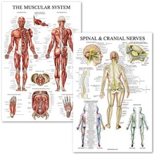 palace learning muscular system & spinal nerves anatomical poster set - laminated - 2 poster set - muscle and spinal nerves anatomy chart set 18" x 24" (muscle/spine)