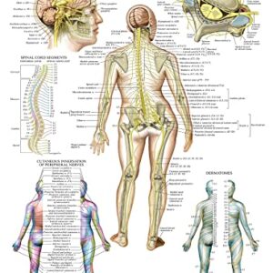 Palace Learning Muscular System & Spinal Nerves Anatomical Poster Set - LAMINATED - 2 Poster Set - Muscle and Spinal Nerves Anatomy Chart Set 18" x 24" (Muscle/Spine)