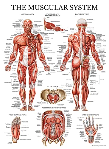 Palace Learning Muscular System & Spinal Nerves Anatomical Poster Set - LAMINATED - 2 Poster Set - Muscle and Spinal Nerves Anatomy Chart Set 18" x 24" (Muscle/Spine)