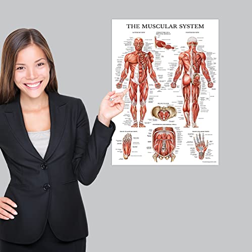 Palace Learning Muscular System & Spinal Nerves Anatomical Poster Set - LAMINATED - 2 Poster Set - Muscle and Spinal Nerves Anatomy Chart Set 18" x 24" (Muscle/Spine)