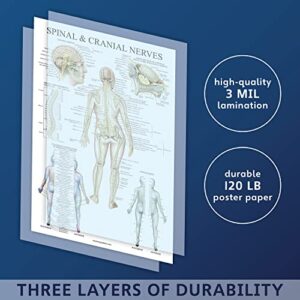 Palace Learning Muscular System & Spinal Nerves Anatomical Poster Set - LAMINATED - 2 Poster Set - Muscle and Spinal Nerves Anatomy Chart Set 18" x 24" (Muscle/Spine)