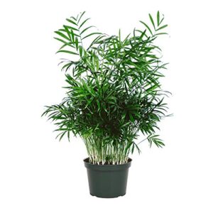 american plant exchange live chamaedorea elegans plant, parlor palm tree, neanthe bella palm tree, plant pot for home and garden decor, 6" pot