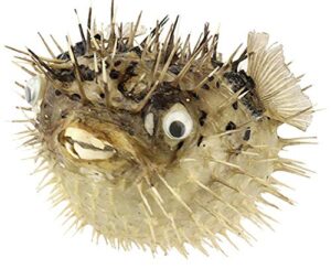 puffer porcupine real blowfish nautical fish décor with hanger (10")