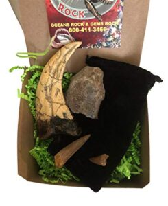 dinosaurs rock® dinosaur and fossil gift collection - set of 4 - real dinosaur bone, mosasaur tooth, spinosaurus dinosaur tooth and raptor claw replica