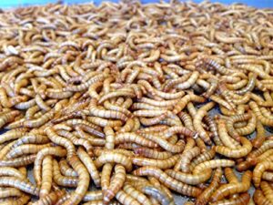 giant mealworms live 100 for reptile, birds, chickens, fish food by abdragons