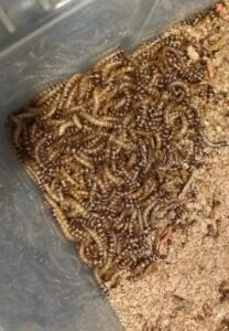 100 large superworms for reptiles by dbdpet | live arrival is guaranteed